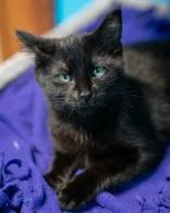 A baby small-sized female Domestic Short Hair cat named Lentil for adoption in Pequot Lakes, MN