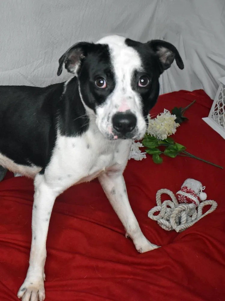 An adult medium-sized male Pit Bull Terrier dog named General for adoption in Monroe, LA