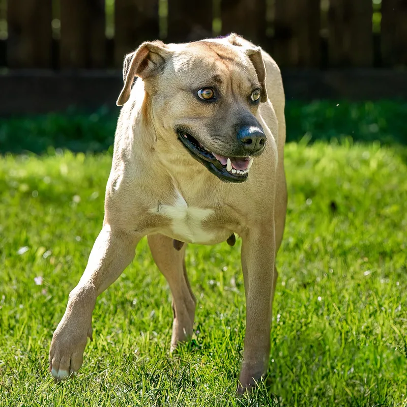 An adult medium-sized female Brown / Chocolate Black Mouth Cur dog named Froide for adoption in Tomball, TX
