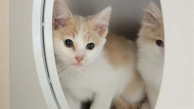 A baby small-sized male Domestic Short Hair cat named Caben for adoption in Tustin, CA