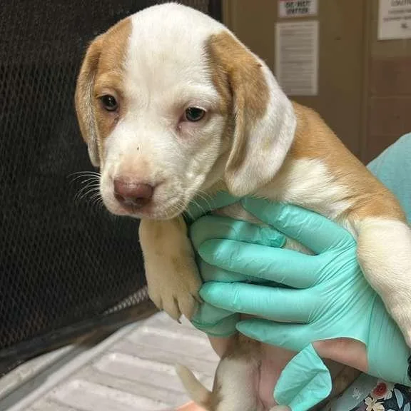 A baby small-sized female White / Cream Mixed Breed dog named Silky for adoption in Gadsden, AL