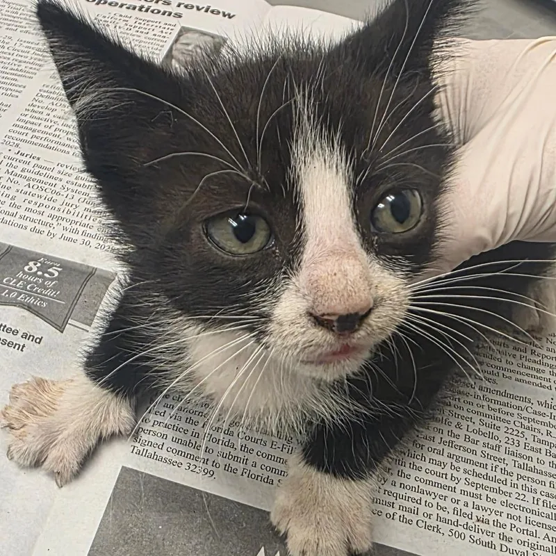 A baby small-sized male Black Domestic Short Hair cat named Sour Patch Kid for adoption in Jacksonville, FL