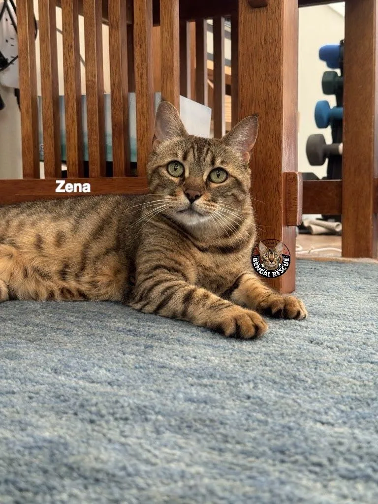 A senior medium-sized female Bengal cat named Sheba and Zena for adoption in Salt Lake City, UT
