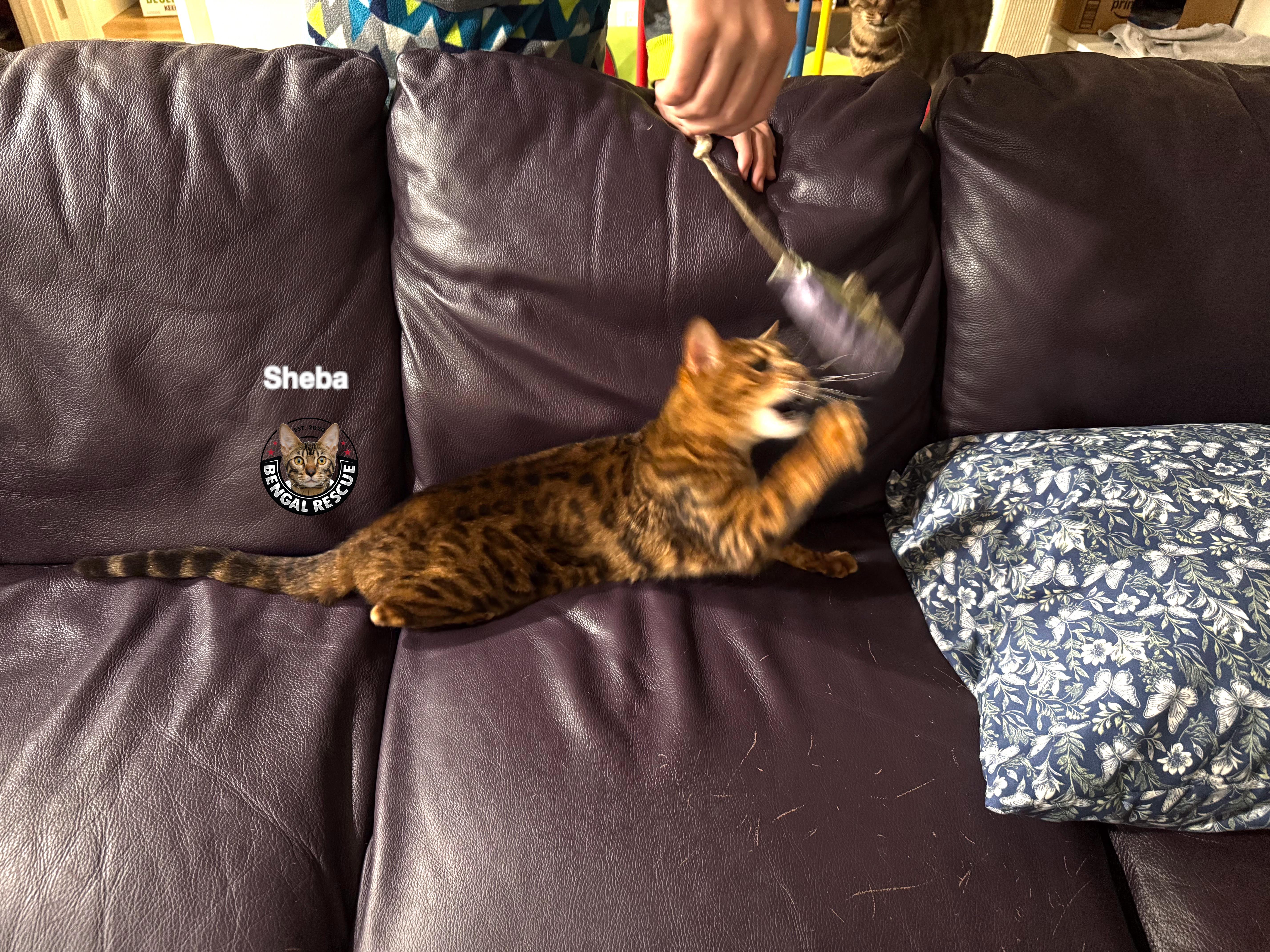Sheba and Zena thumbnail 2
