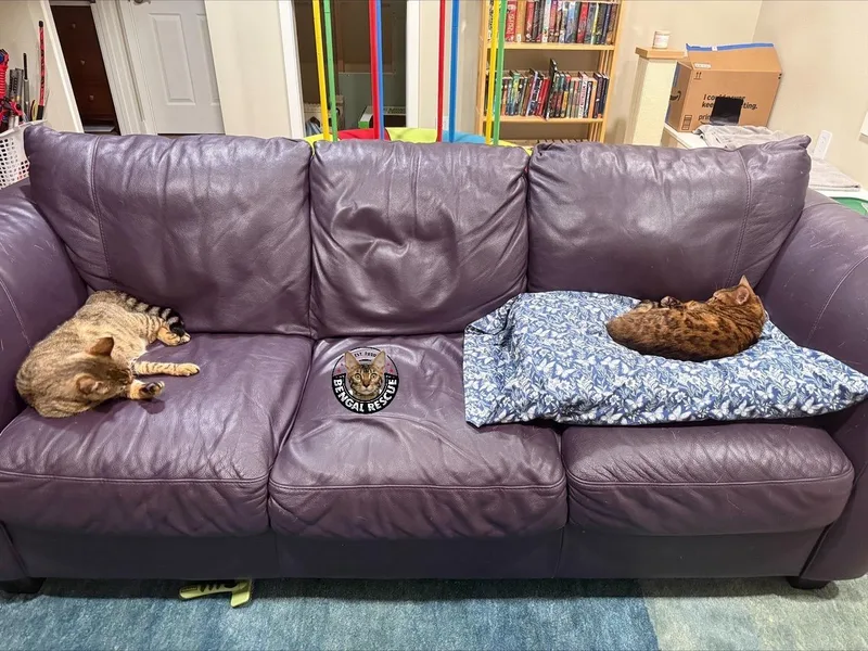 Sheba and Zena thumbnail 3