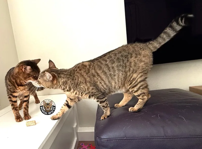 Sheba and Zena thumbnail 4