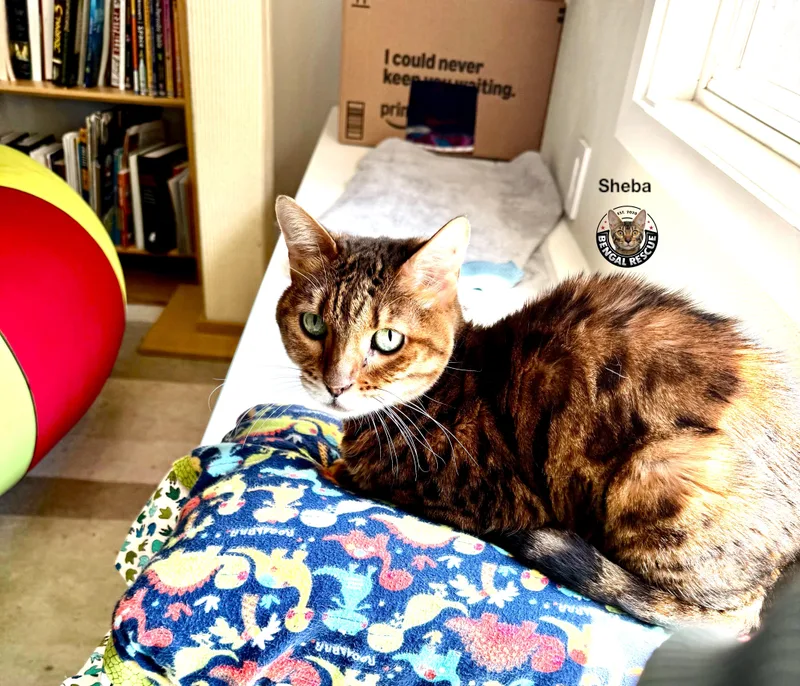 Sheba and Zena thumbnail 5