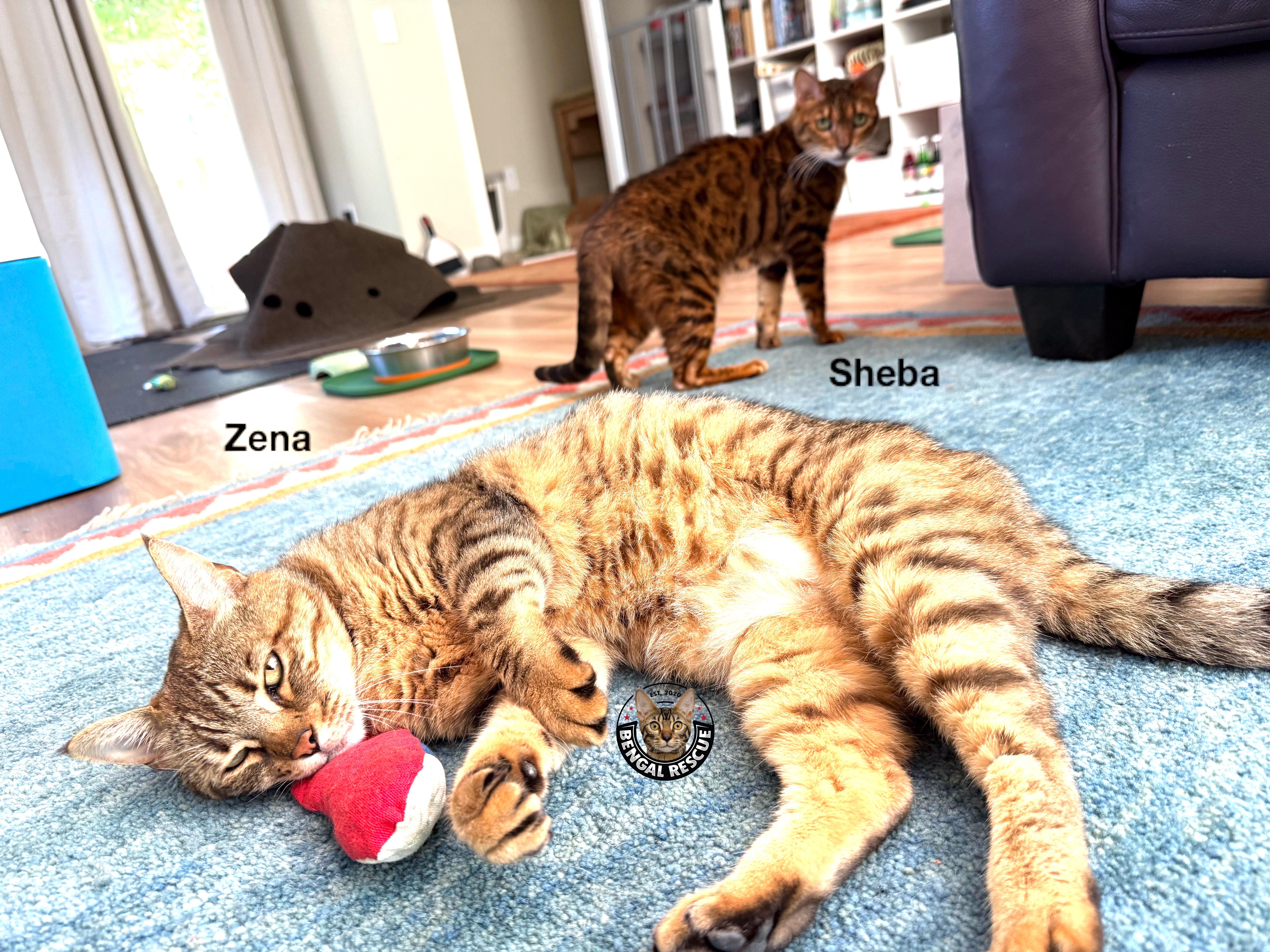 Sheba and Zena thumbnail 6