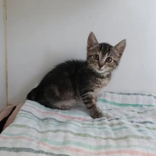 Little Stone