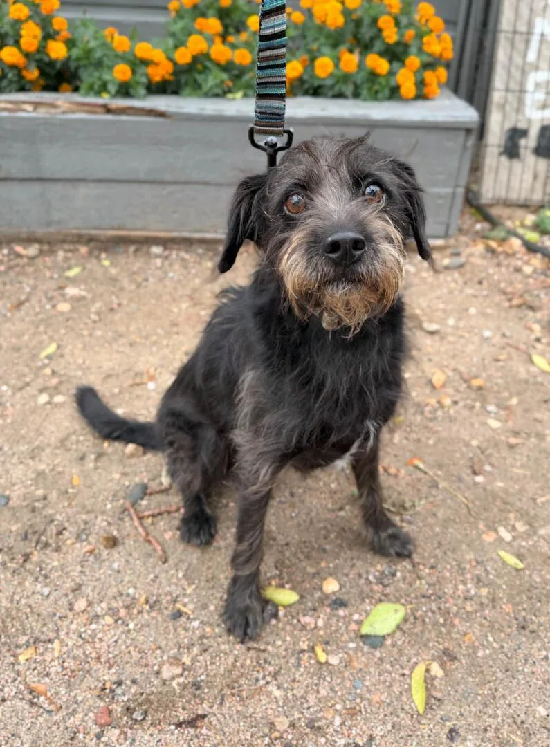 An adult medium-sized male Terrier dog named Cooper for adoption in Windsor, CO