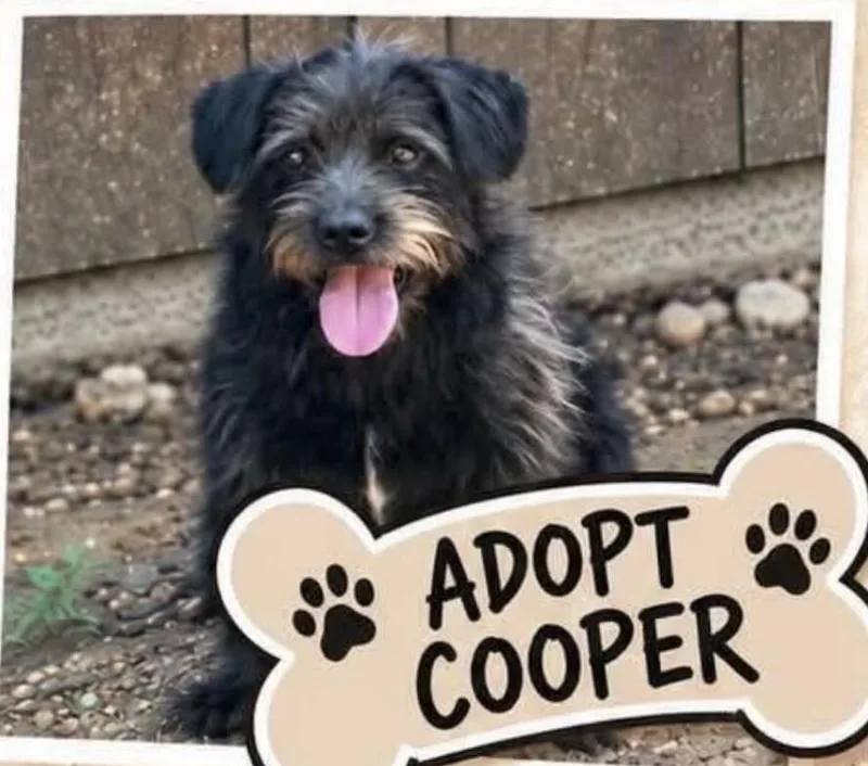 Cooper thumbnail 3