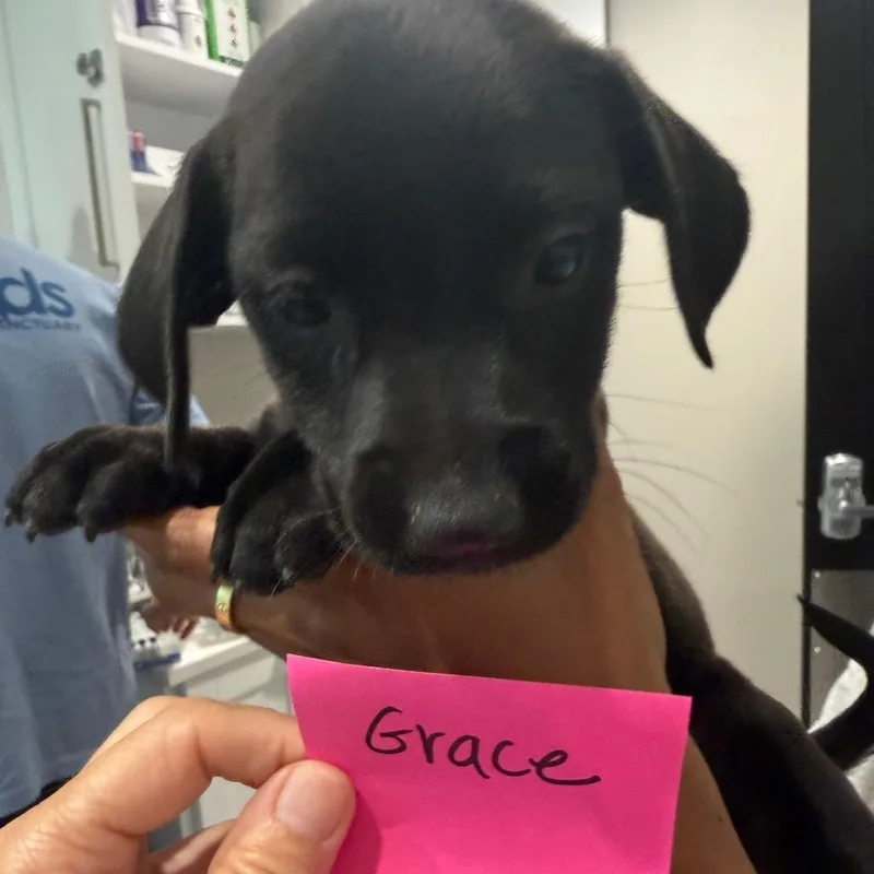 A baby medium-sized female Labrador Retriever dog named Grace for adoption in Cumming, GA
