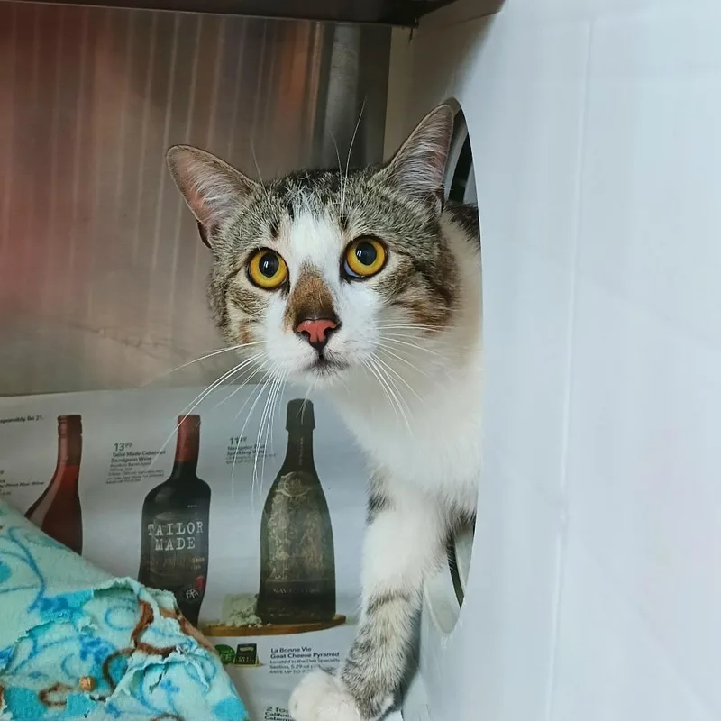 A young small-sized male Brown / Chocolate Domestic Short Hair cat named Harry for adoption in Chattanooga, TN