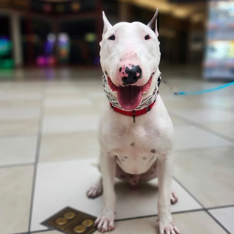 A young medium-sized male White / Cream Bull Terrier dog named Tyson for adoption in tannersville, PA
