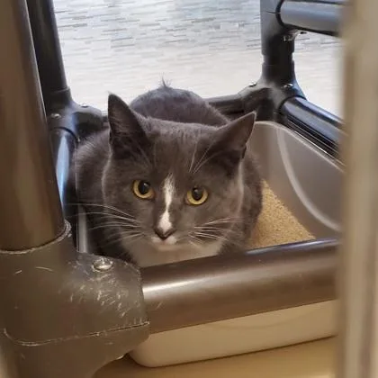 An adult medium-sized female Gray & White Domestic Short Hair cat named Aunt Gin for adoption in Dubuque, IA