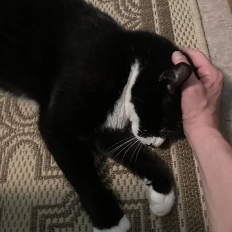 A senior large-sized male Black Domestic Short Hair cat named Pantha for adoption in Middle Village, NY