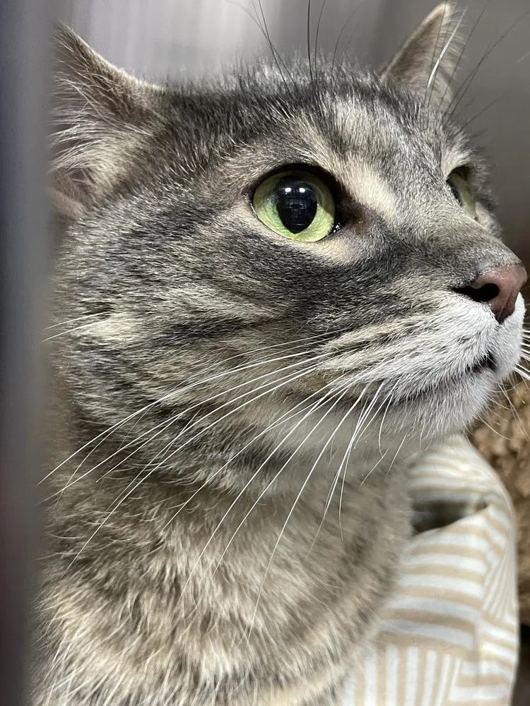 An adult large-sized male Domestic Short Hair cat named Rocketman for adoption in Ferndale, MI