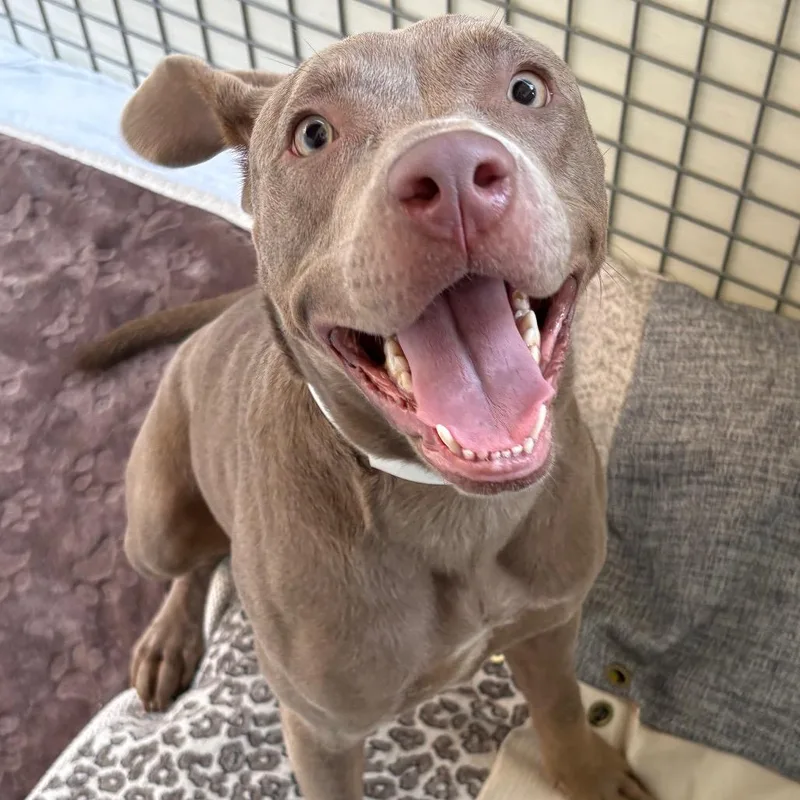 An adult medium-sized female Gray / Blue / Silver Weimaraner dog named Ruby Sunshine for adoption in Birmingham, AL