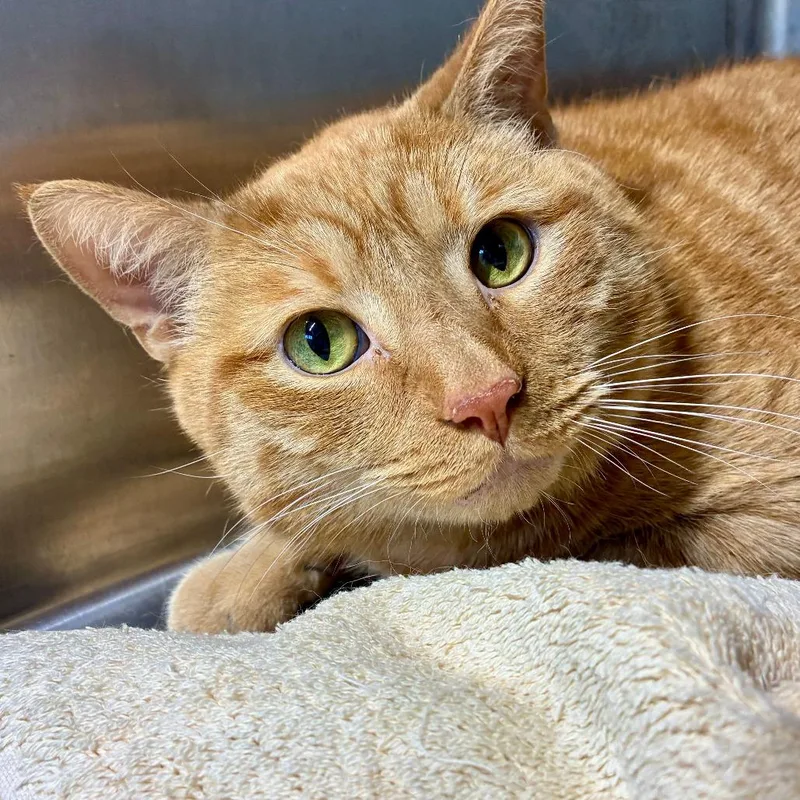 A senior small-sized male Domestic Short Hair cat named Leo TC for adoption in Natick, MA