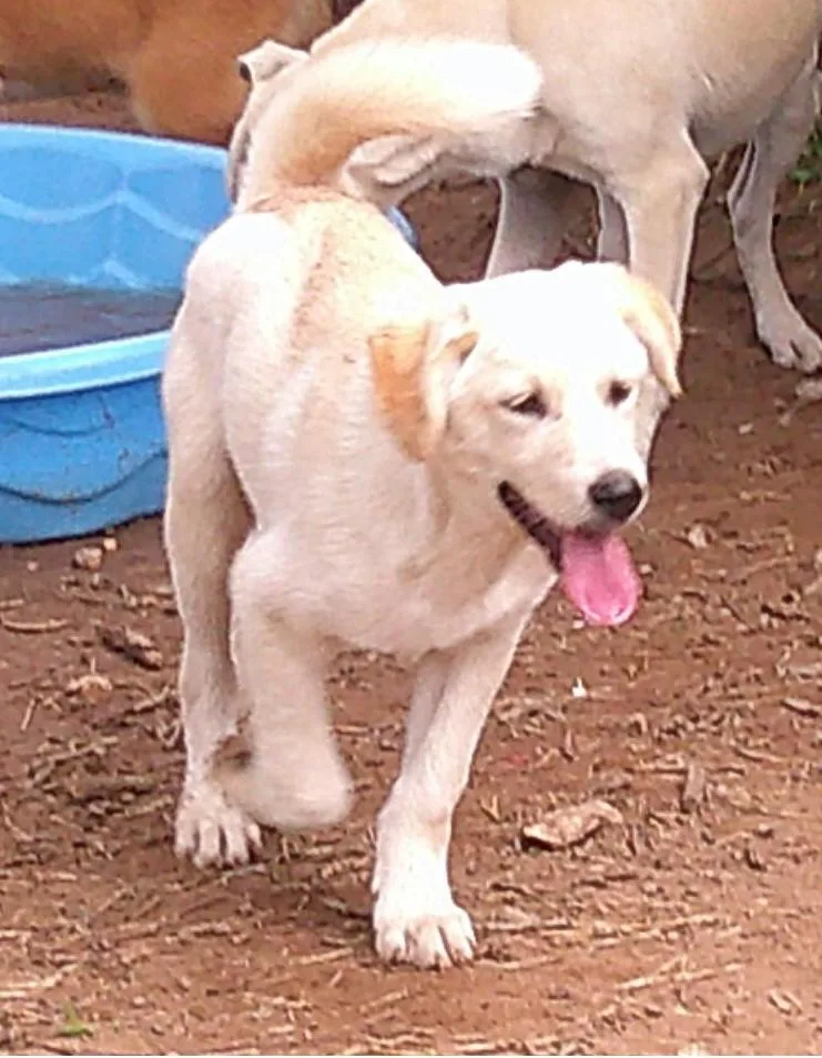 A baby medium-sized male Apricot / Beige Border Collie dog named Hudson for adoption in San Antonio, TX
