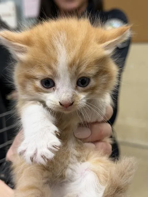 A baby small-sized male Domestic Long Hair cat named Eddy for adoption in Riverside, CA