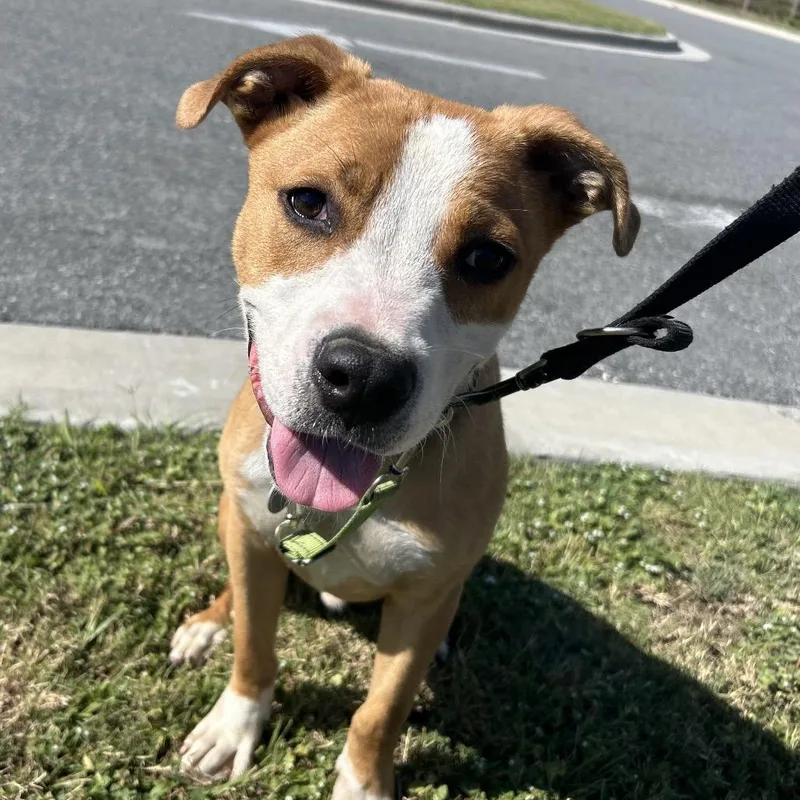 Buzz Lightyear thumbnail 4