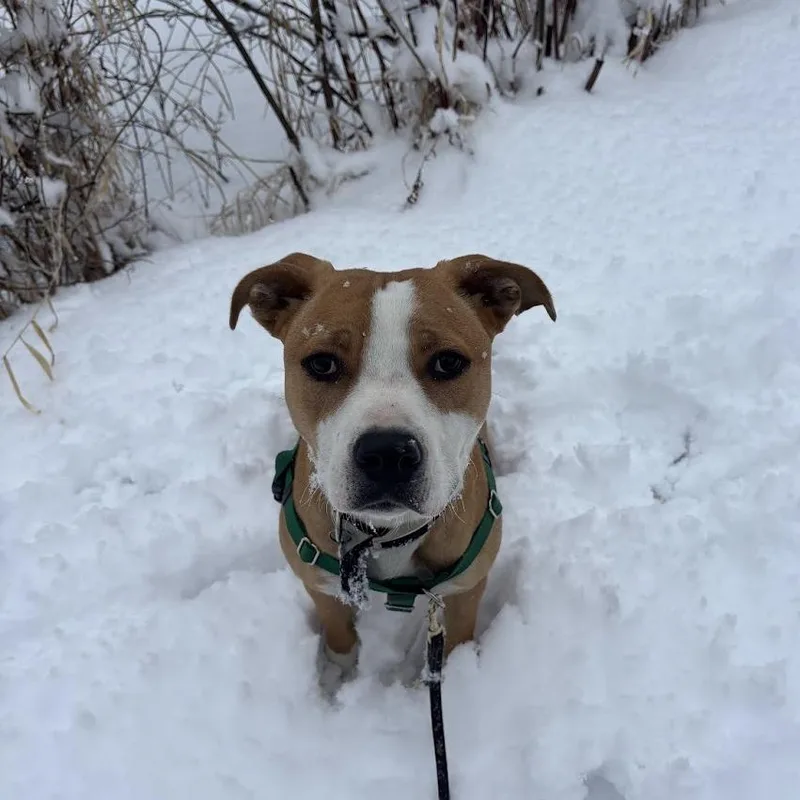 Buzz Lightyear thumbnail 5