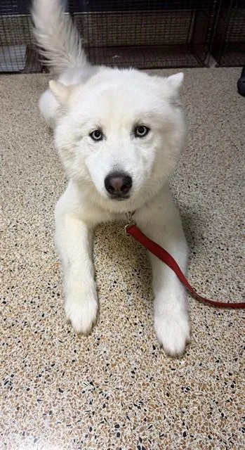 A young large-sized male Siberian Husky dog named Sarge for adoption in Miami, FL