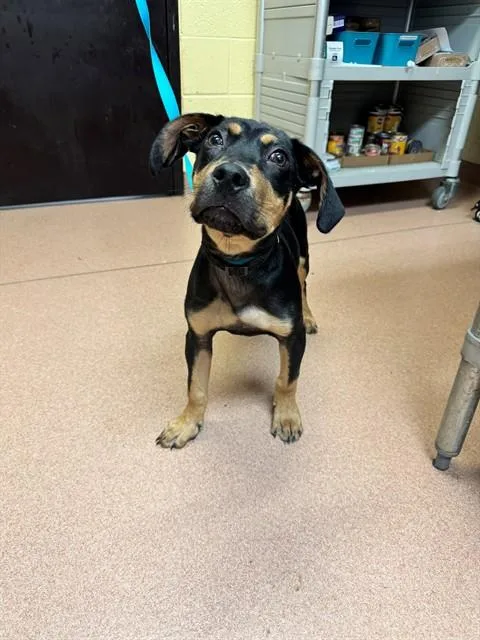 A baby large-sized male Black and Tan Coonhound dog named Moe for adoption in Cookeville, TN
