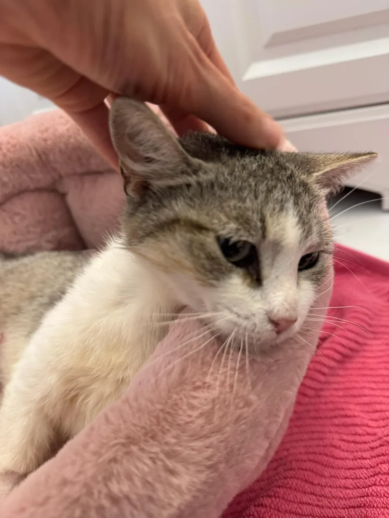 A baby small-sized female Gray & White Domestic Short Hair cat named Nel N Young for adoption in New York, NY