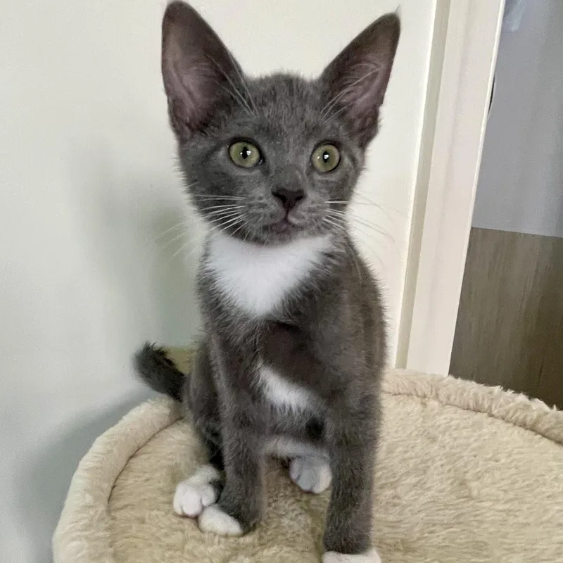 A baby small-sized female Gray & White Domestic Short Hair cat named Token for adoption in Richmond, VA