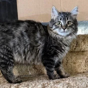 A young medium-sized female Brown / Chocolate Domestic Medium Hair cat named Gretchen for adoption in Glenwood Springs, CO