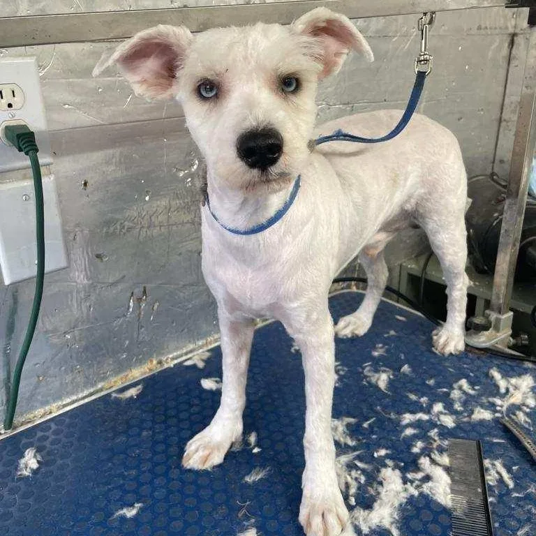 A young small-sized male Miniature Schnauzer dog named Spice for adoption in Danville, VT