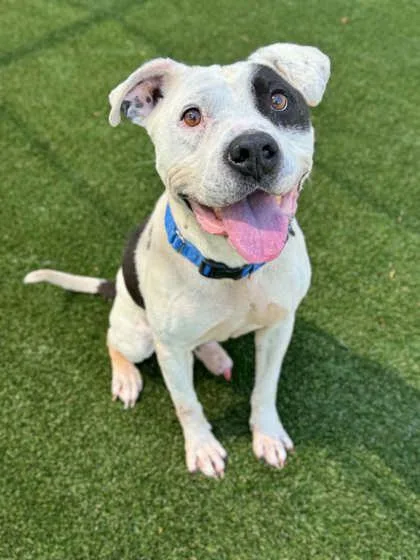 An adult medium-sized male Terrier dog named Cleatus for adoption in Gastonia, NC