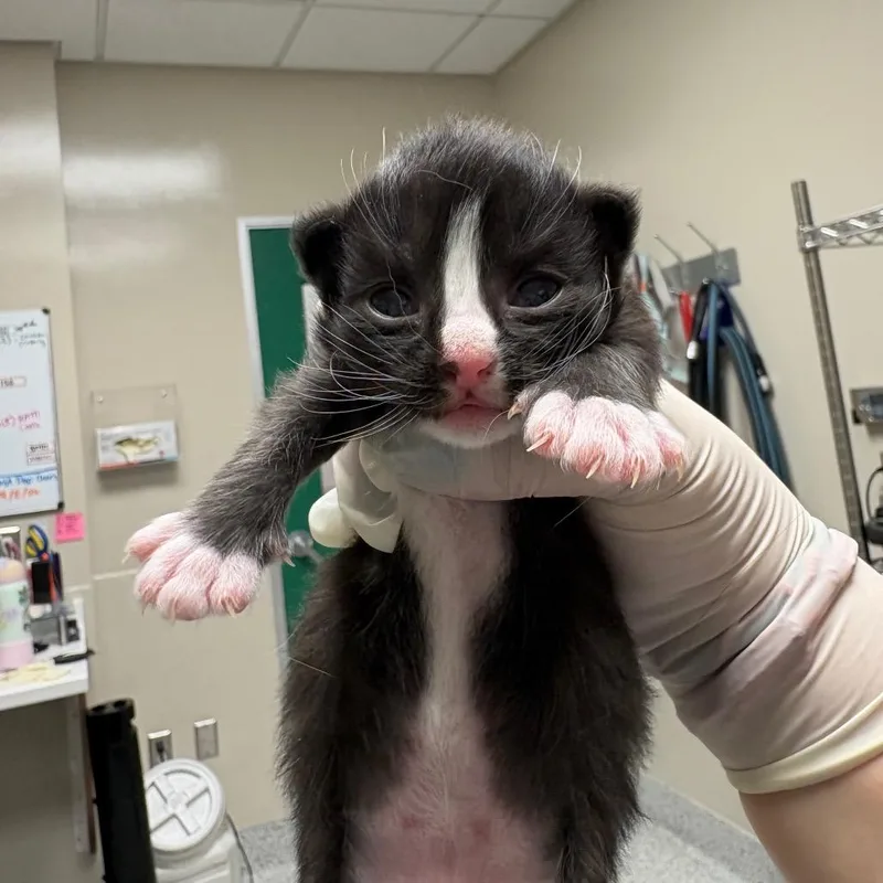 A baby small-sized male Domestic Medium Hair cat named Pumpkin for adoption in Reno, NV
