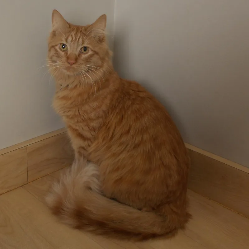 A young large-sized male Orange / Red Domestic Medium Hair cat named Fennick C for adoption in Minnetonka, MN
