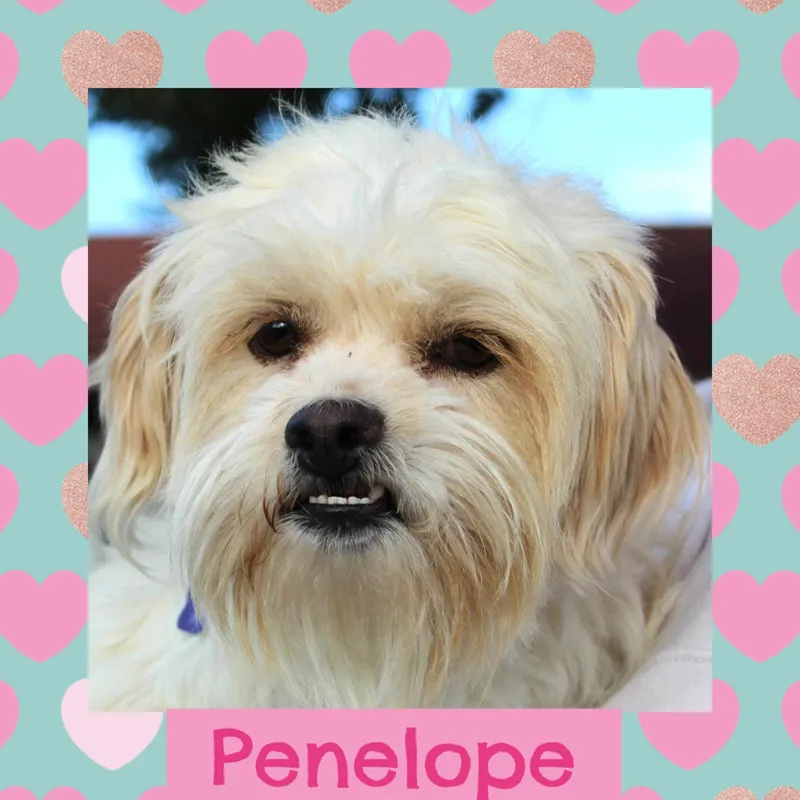 Penelope