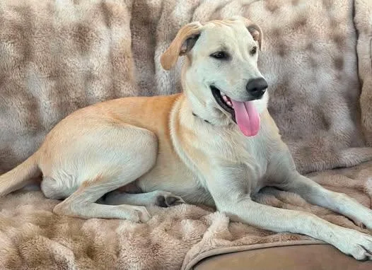 A young medium-sized female White / Cream Beagle dog named Dorothy for adoption in Vernon, CT