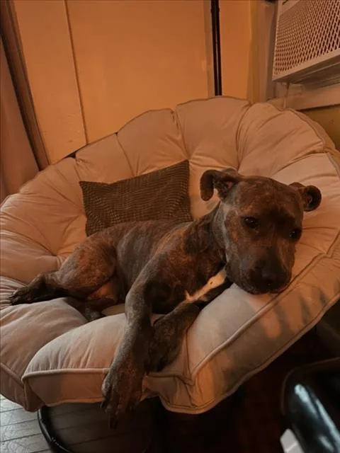 An adult large-sized female Pit Bull Terrier dog named Chanel for adoption in Derwood, MD