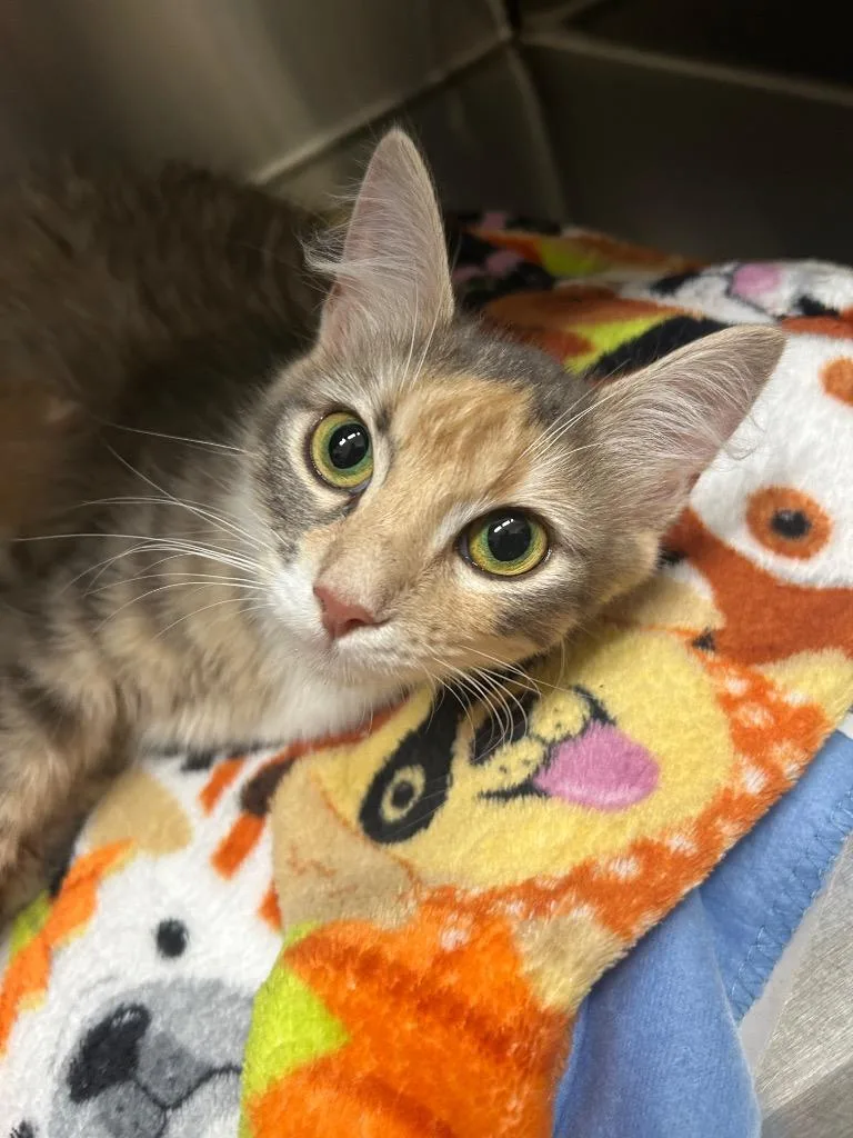 A young medium-sized female Domestic Medium Hair cat named Mom for adoption in Winder, GA