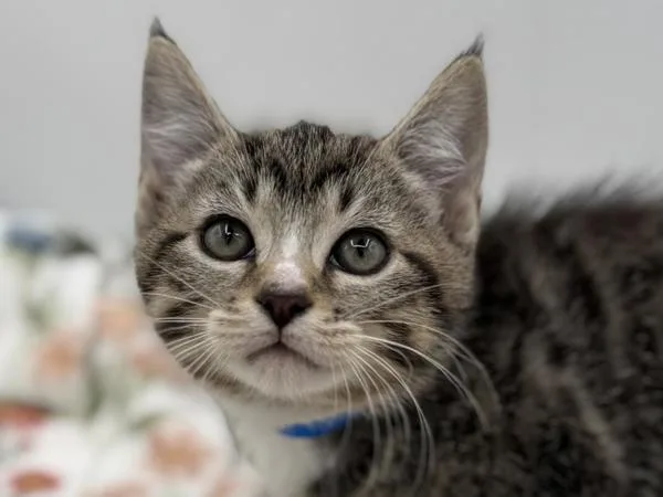 A baby small-sized male Domestic Short Hair cat named Jamie for adoption in Portland, OR