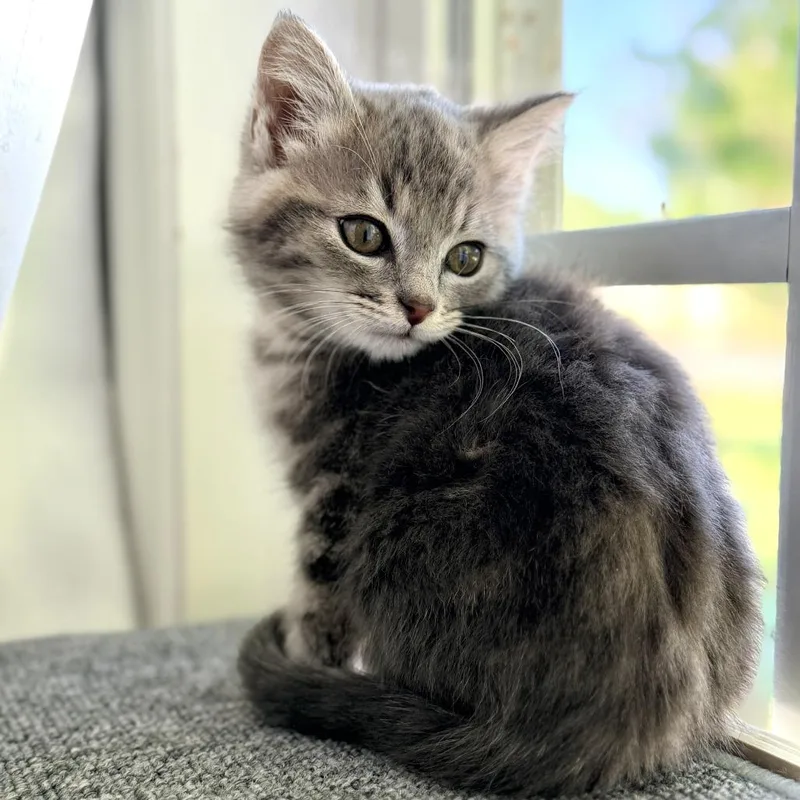 A baby small-sized male Gray / Blue / Silver Domestic Short Hair cat named Ghost for adoption in Mebane, NC