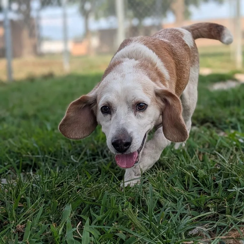 A senior small-sized male Beagle dog named Statler for adoption in Jasper, IN