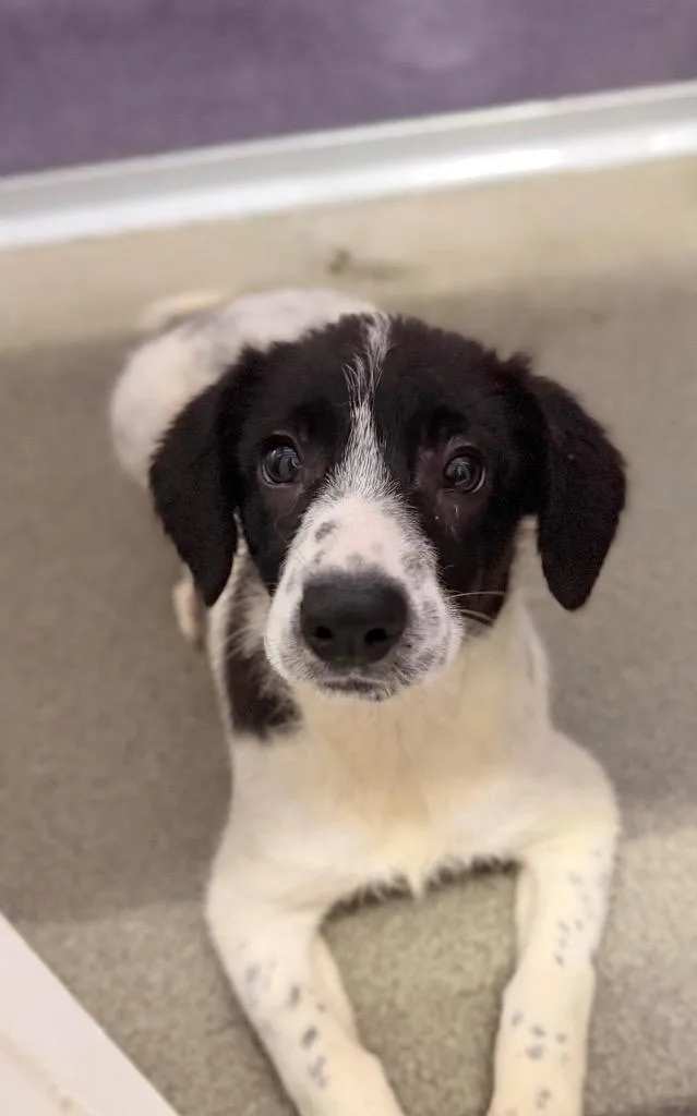 A baby medium-sized female Australian Cattle Dog / Blue Heeler dog named Koruuni for adoption in Fort Lupton, CO