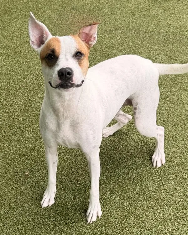 An adult large-sized female Pit Bull Terrier dog named Leia for adoption in Canton, GA
