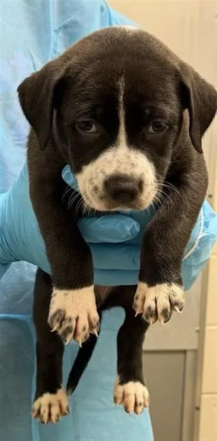 A baby small-sized female American Staffordshire Terrier dog named Brandy for adoption in San Antonio, TX