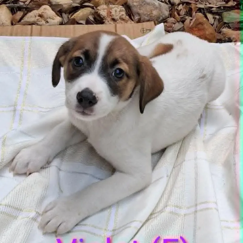 Violet MW thumbnail 4