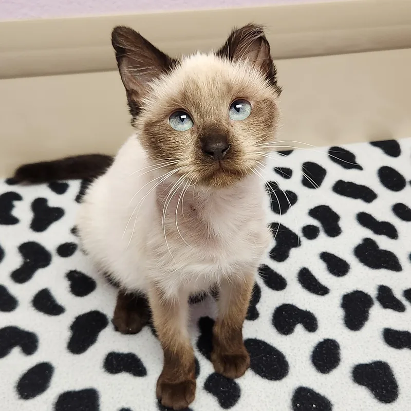 An adult small-sized female Siamese cat named Marsala for adoption in Marshfield, WI