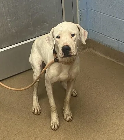 An adult large-sized female Mixed Breed dog named Lovely Lake for adoption in Chamblee, GA