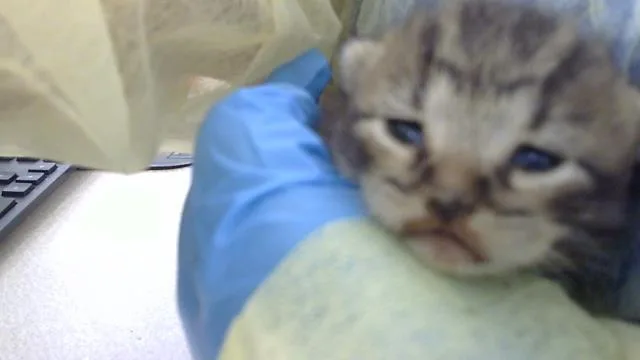 A baby medium-sized male Domestic Long Hair cat named Moises for adoption in Dallas, TX